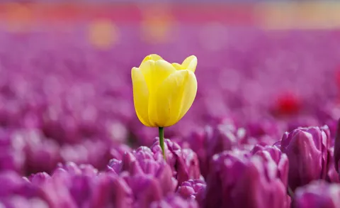 Tulpenveld 4K-achtergrond · flowers · 3840×2344