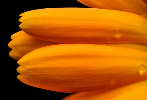 Flower Macro 4K Wallpaper · flowers · 3840×2602