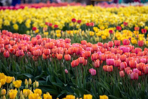 Sfondo Campo di Tulipani 4K · flowers · 3840×2560