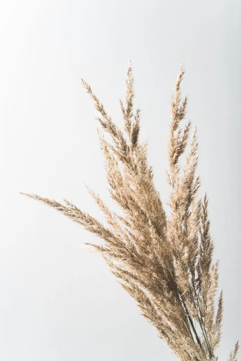 Cream Minimal Phone Wallpaper · pastel · 1440×2157