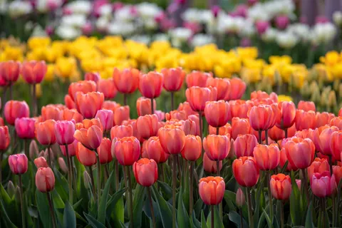 Fondo de pantalla Campo de Tulipanes 4K · flowers · 3840×2560