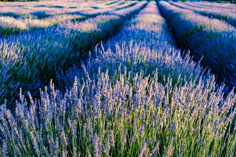 Fond d'écran Champ de lavande 4K · flowers · 3840×2560