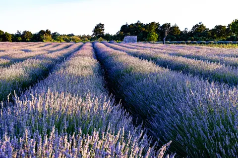Fond d'écran Champ de lavande 4K · flowers · 3840×2560