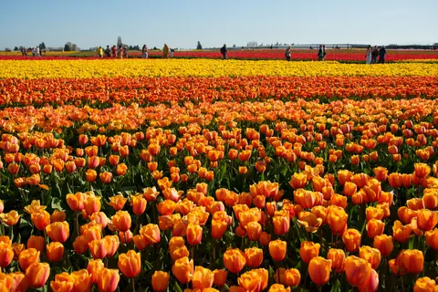 튤립 들판 4K 배경화면 · flowers · 3840×2560