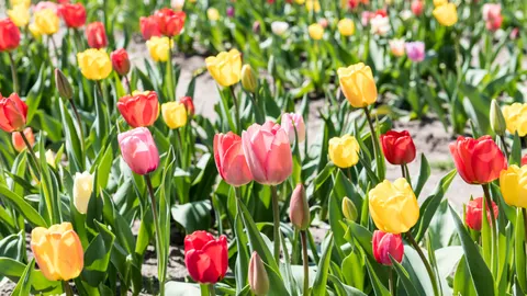 チューリップ畑 4K壁紙 · flowers · 3840×2160