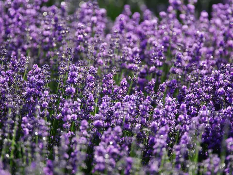 Fond d'écran Champ de lavande 4K · flowers · 3840×2880