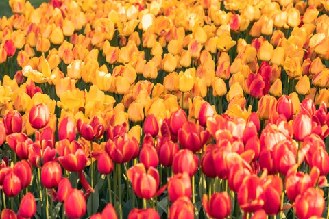 خلفية حقل التوليب بدقة 4K · flowers · 3840×2560