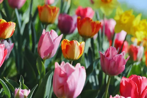 Sfondo Campo di Tulipani 4K · flowers · 3840×2560