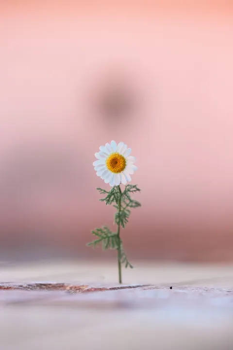 Peach Minimal Phone Wallpaper · pastel · 1440×2160