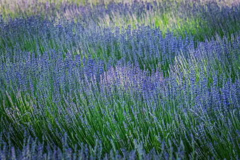 Fond d'écran Champ de lavande 4K · flowers · 3840×2560