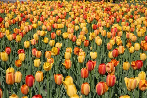 Lale Tarlası 4K Duvar Kağıdı · flowers · 3840×2560