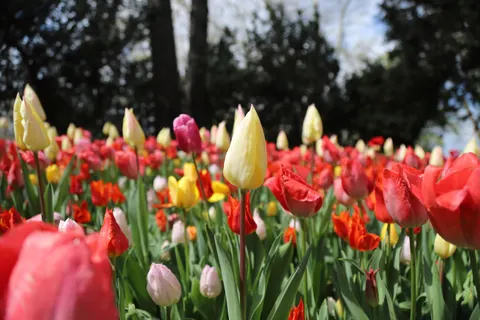 Tulpenveld 4K-achtergrond · flowers · 3840×2560