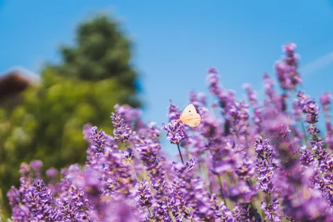 薰衣草田 4K桌布 · flowers · 3840×2560