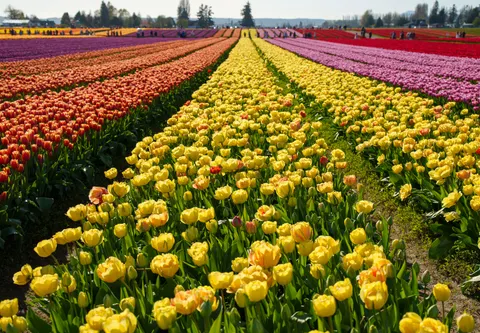 Tulip Field 4K Wallpaper · flowers · 3840×2666