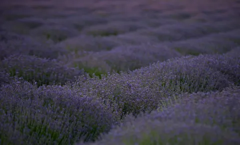 薰衣草田 4K壁纸 · flowers · 3840×2311