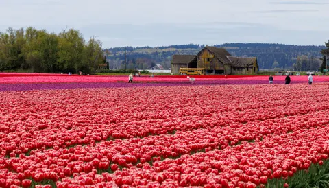 Sfondo Campo di Tulipani 4K · flowers · 3840×2192