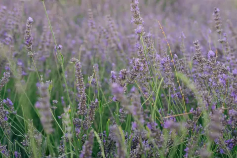 Fond d'écran Champ de lavande 4K · flowers · 3840×2560