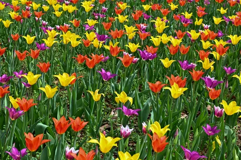 Обои Поле тюльпанов 4K · flowers · 3840×2555