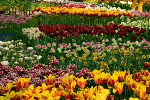 Sfondo Campo di Tulipani 4K · flowers · 3840×2560