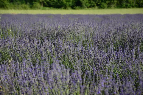 Fond d'écran Champ de lavande 4K · flowers · 3840×2553