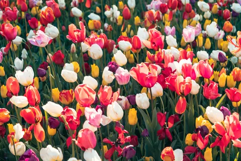 Wallpaper Ladang Bunga Tulip 4K · flowers · 3840×2560