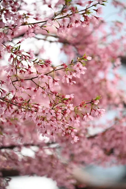 Blossom Pink Phone Wallpaper · pastel · 1440×2160