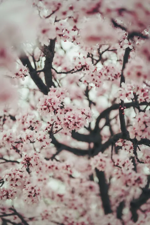 Blossom Pink Phone Wallpaper · pastel · 1440×2160