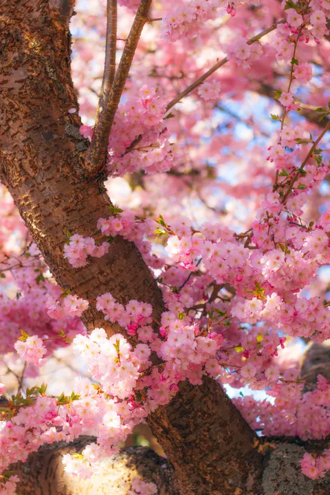 Blossom Pink Phone Wallpaper · pastel · 1440×2160