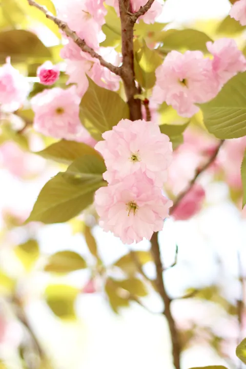 Blossom Pink Phone Wallpaper · pastel · 1440×2160
