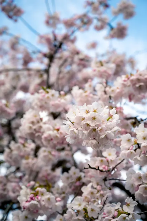 Blossom Pink Phone Wallpaper · pastel · 1440×2164