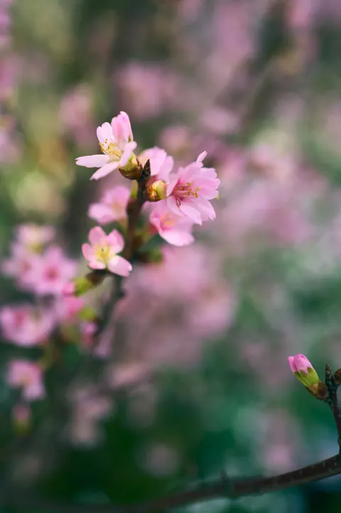 Blossom Pink Phone Wallpaper · pastel · 1440×2164