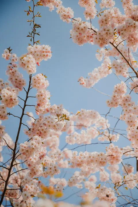 Blossom Pink Phone Wallpaper · pastel · 1440×2160