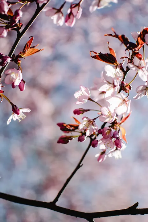 Blossom Pink Phone Wallpaper · pastel · 1440×2160