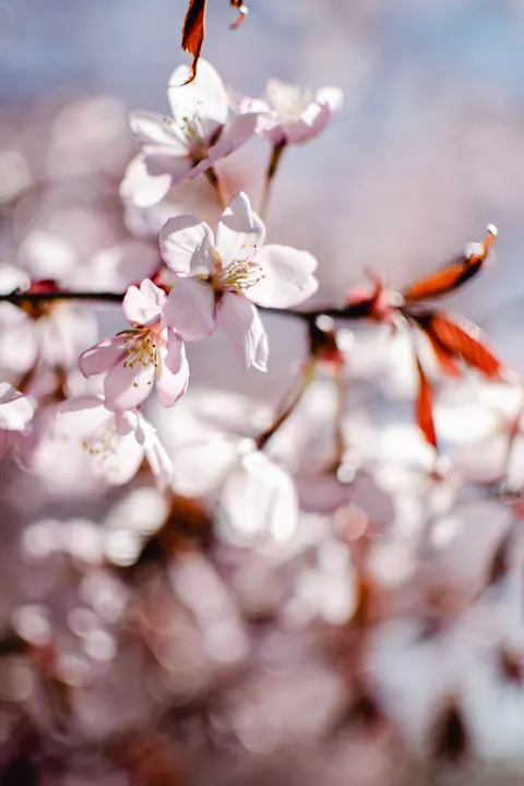 Blossom Pink Phone Wallpaper · pastel · 1440×2160