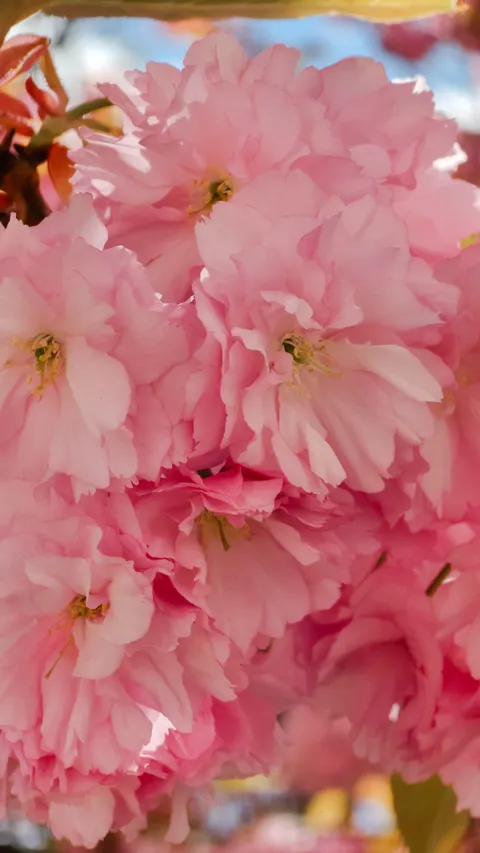 Blossom Pink Phone Wallpaper · pastel · 1440×2559