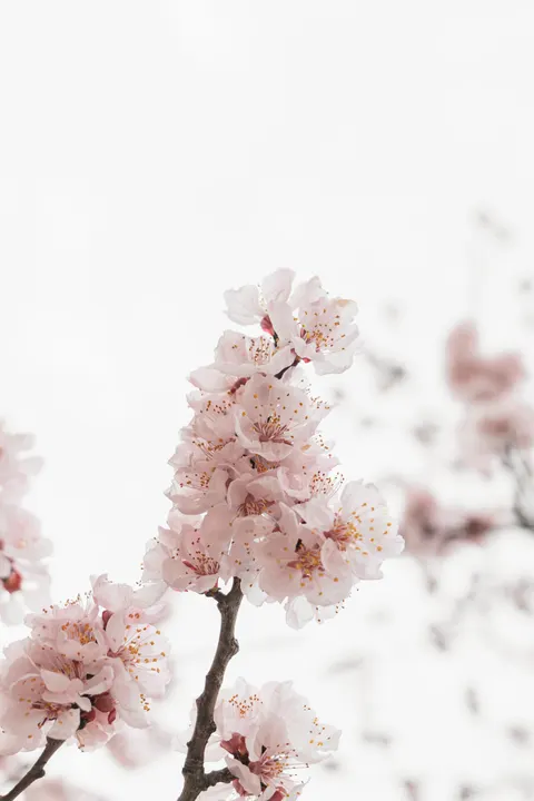 Blossom Pink Phone Wallpaper · pastel · 1440×2160