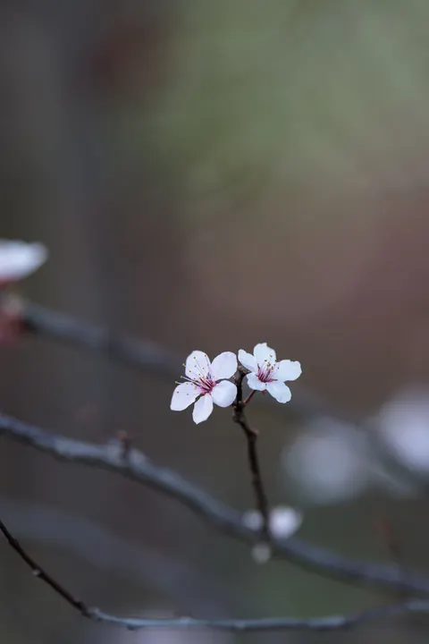 Blossom Pink Phone Wallpaper · pastel · 1440×2160