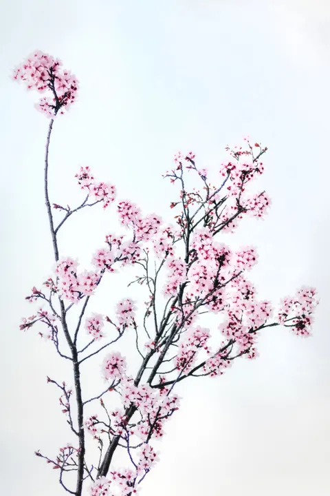 Blossom Pink Phone Wallpaper · pastel · 1440×2160