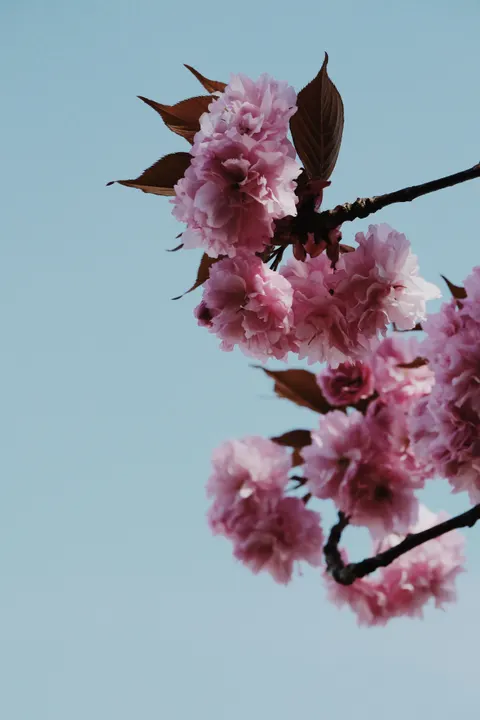 Blossom Pink Phone Wallpaper · pastel · 1440×2160