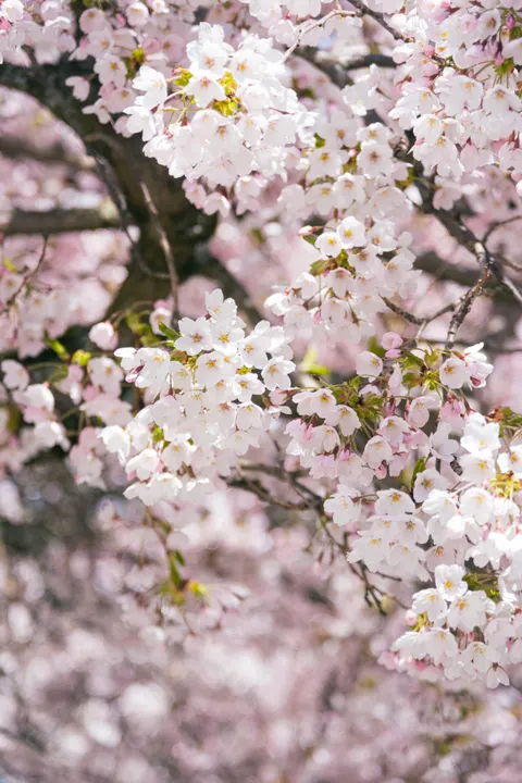Blossom Pink Phone Wallpaper · pastel · 1440×2160