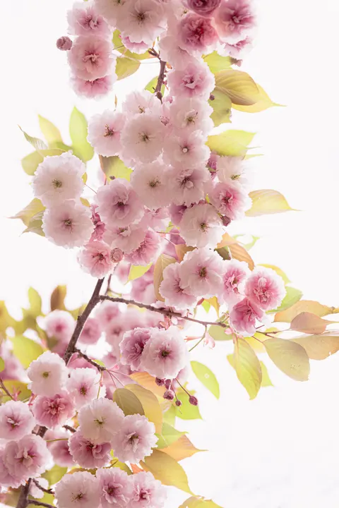 Blossom Pink Phone Wallpaper · pastel · 1440×2160
