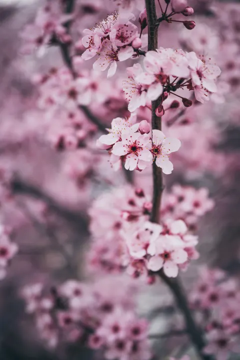 Blossom Pink Phone Wallpaper · pastel · 1440×2160