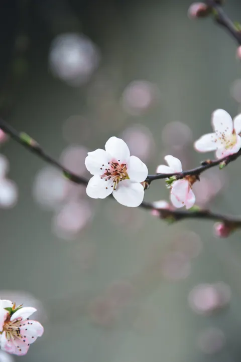 Blossom Pink Phone Wallpaper · pastel · 1440×2166