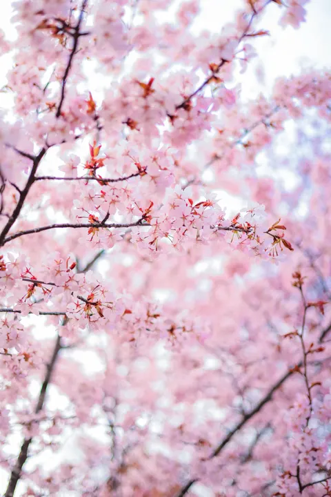 Blossom Pink Phone Wallpaper · pastel · 1440×2159