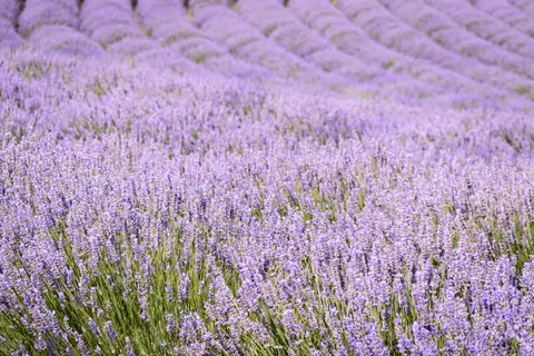 薰衣草田 4K壁纸 · flowers · 3840×2560