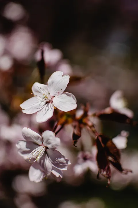 Blossom Pink Phone Wallpaper · pastel · 1440×2160