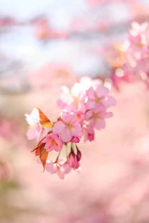 Blossom Pink Phone Wallpaper · pastel · 1440×2159