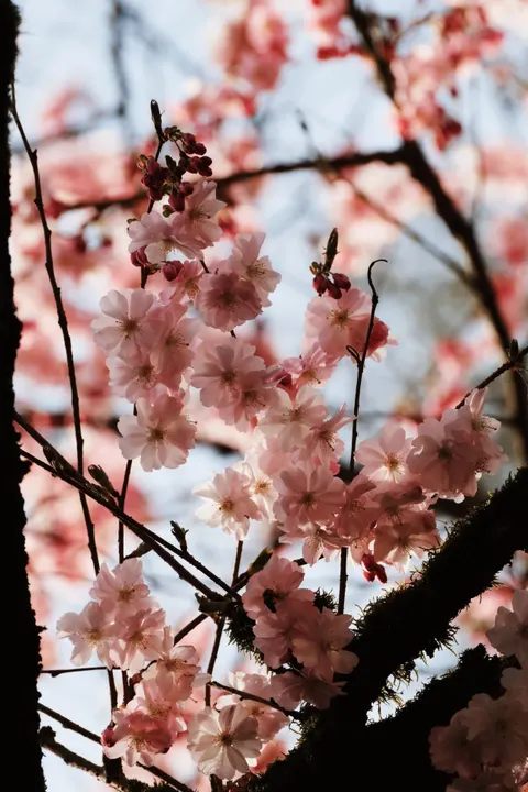 Blossom Pink Phone Wallpaper · pastel · 1440×2160