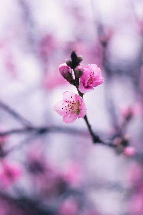 Blossom Pink Phone Wallpaper · pastel · 1440×2160