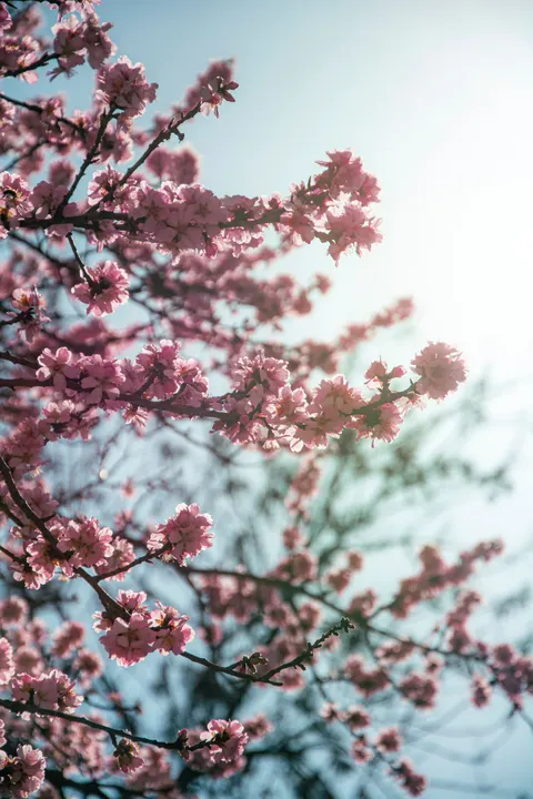 Blossom Pink Phone Wallpaper · pastel · 1440×2160